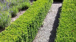 Boj Buxus Sempervirens Verdify