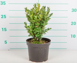 Buxus Sempervirens Boj Verdify