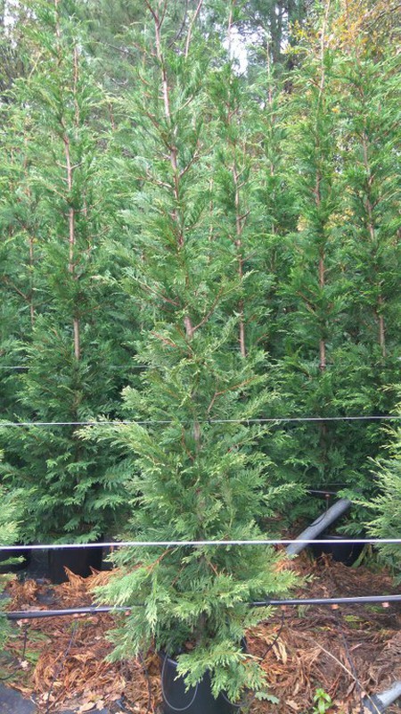 LEYLANDII EN OFERTA