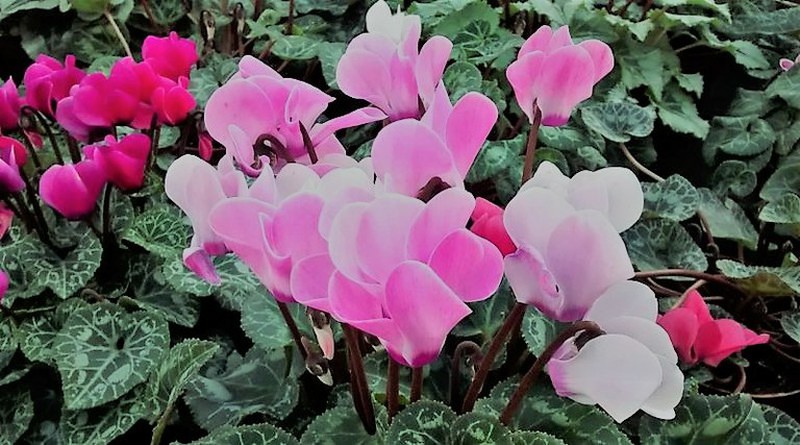 Cyclamen, colorido para jardines y terrazas en Otoño e Invierno