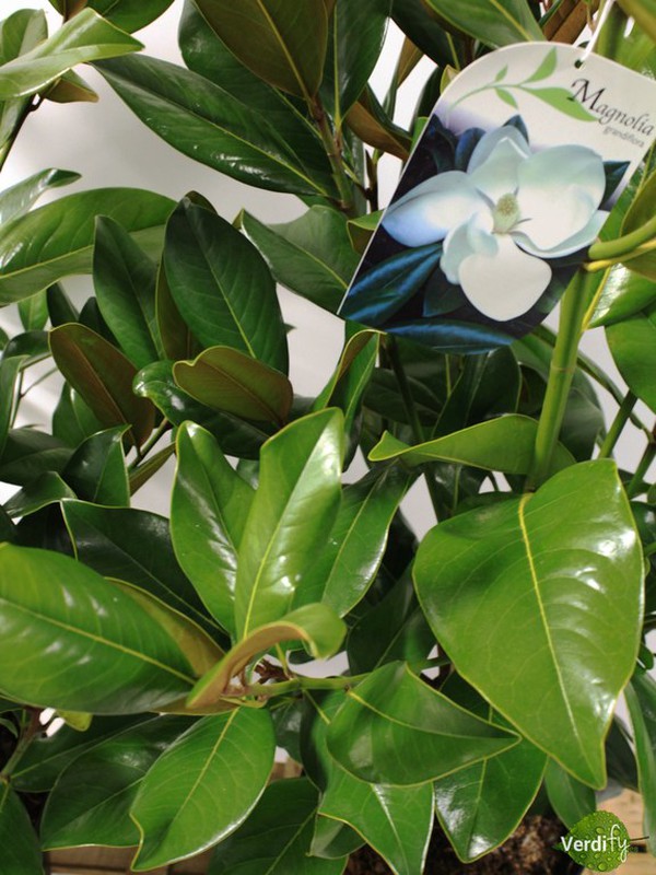 Magnolia grandiflora, Bella entre las bellas