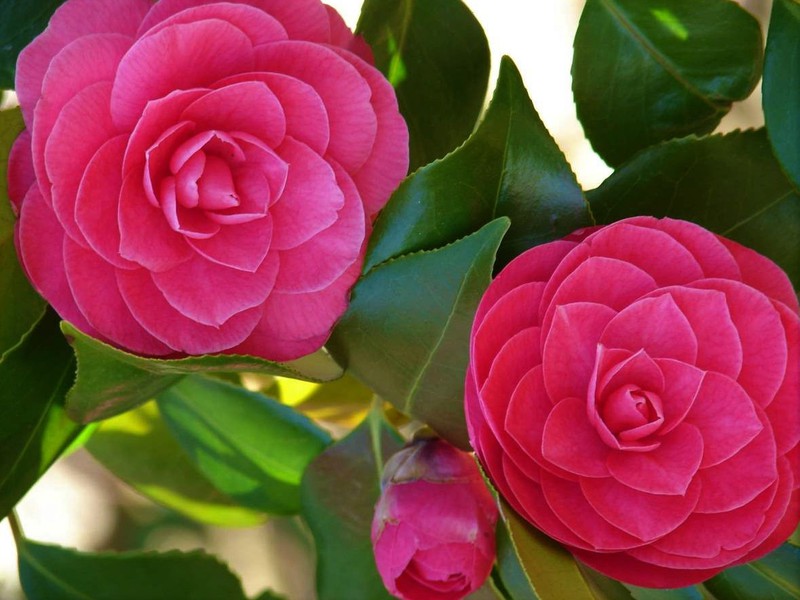 Camelia, Elegancia y Belleza para el jardín — Verdify