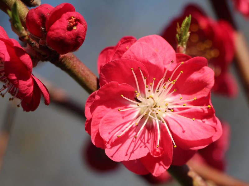 Cerezo de flor (Prunus serrulata)