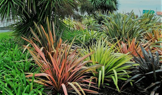 Formio - Phormium  Una planta todo terreno