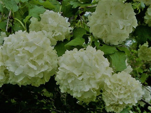 Bola de Nieve - Viburnum Opulus Roseum