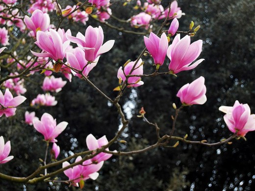 MAGNOLIA DE HOJA CADUCA, LA PRIMERA EN FLORECER