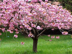 Prunus de Flor - Cerezos de Flor