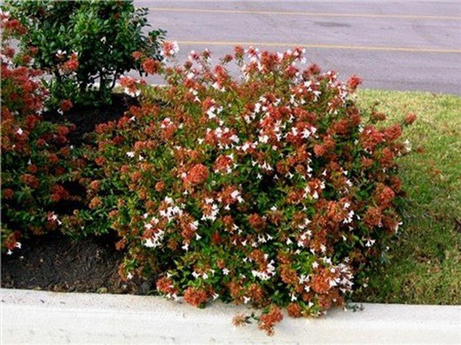 Abelia grandiflora