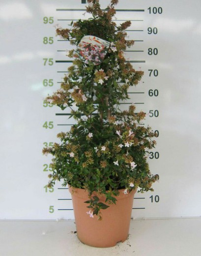 Abelia grandiflora Piramide