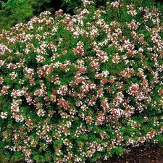 Abelia grandiflora Prostrata