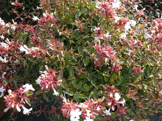 Abelia grandiflora Sherwod II