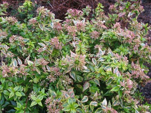 Abelia Variegata