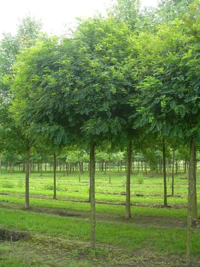 Acacia de bola- Robinia pseudoacacia Umbraculifera