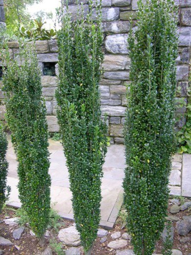 Acebo Japonés Fastigiata - Ilex crenata Fastigiata