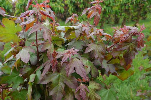 Acer campestre - Red Shine