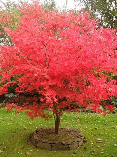 Acer Palmatum - Arce Japonés