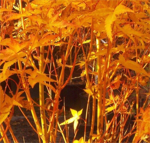 Acer Palmatum Bi Ho