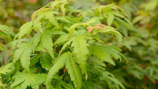 Acer palmatum  Dissectum Inaba Shidare