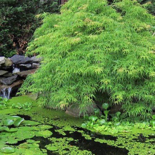 Acer palmatum  Dissectum Viridis