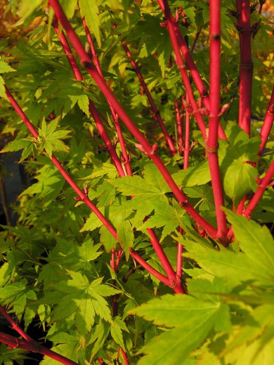 Acer Palmatum Red Wood