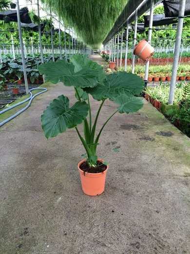 Alocasia wentii - Orejas de Elefante