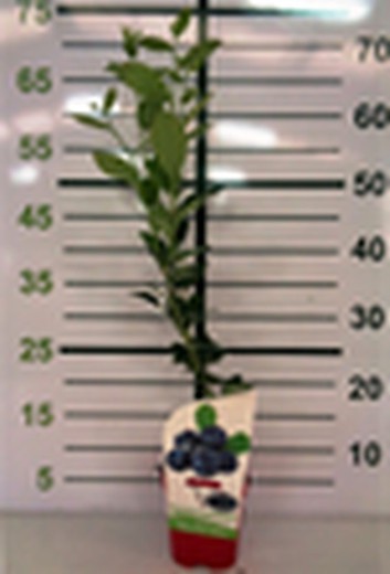 Arándano - Vaccinium Corymbosum Bluecrop