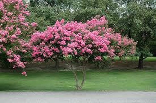 Árbol De Júpiter - Lagerstroemia Indica