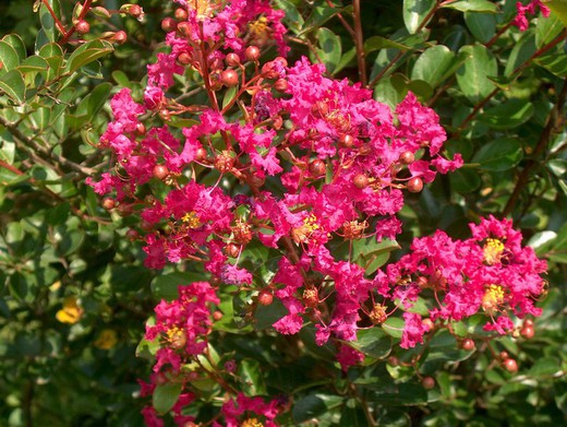 Árbol de Júpiter- Lagerstroemia indica