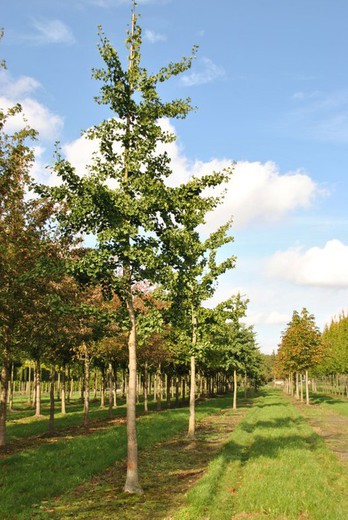 Árbol de los cuarenta escudos - Gingo - Ginkgo biloba