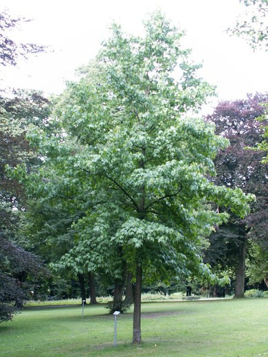 Árbol del ámbar- Liquidambar styraciflua