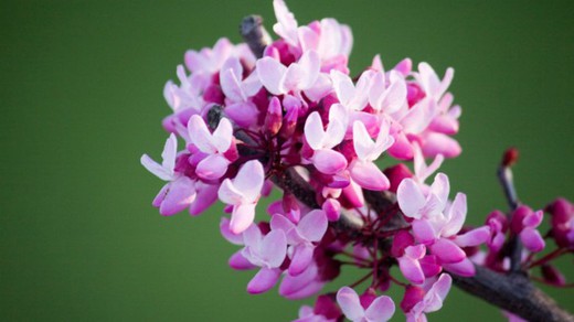 Árbol del amor- Árbol de Judas - Cercis siliquastrum