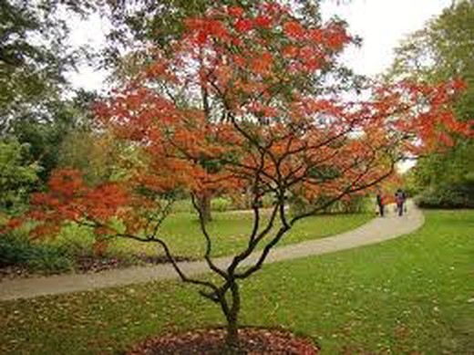 Arce Japonés Aconitifolium -  Acer japonicum  Aconitifolium