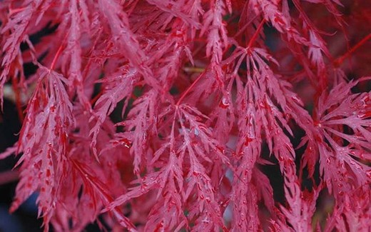 Arce Japonés Inaba Shidare - Acer palmatum  Dissectum Inaba Shidare