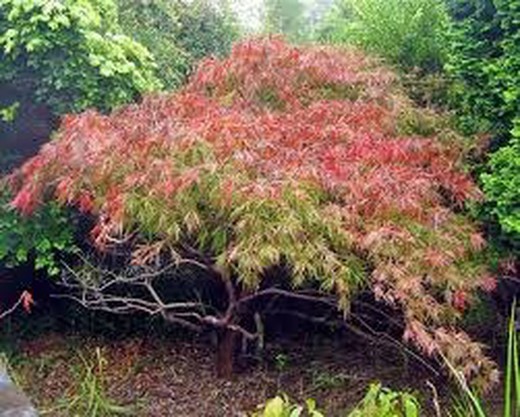 Arce Japonés Ornatum - Acer palmatum  Dissectum Ornatum