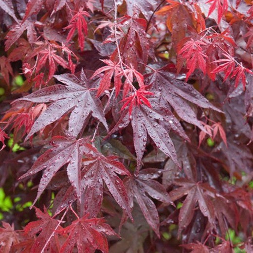 Arce Japonés Polymorphum - Acer palmatum Polymorphum