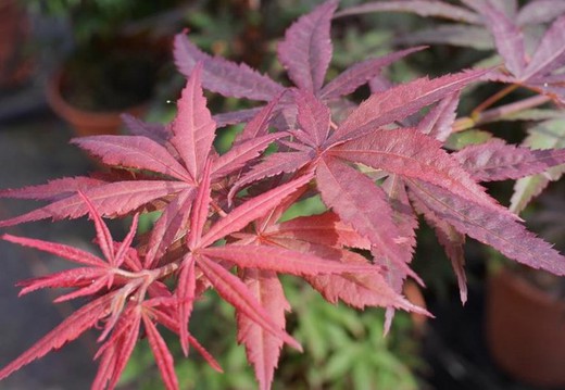 Arce Palmado Púrpura - Acer Palmatum  Atropurpureum