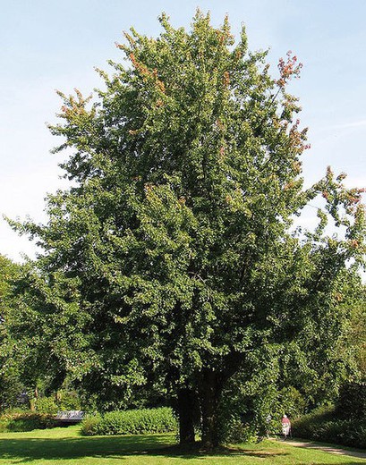 Arce plateado- Acer saccharinum