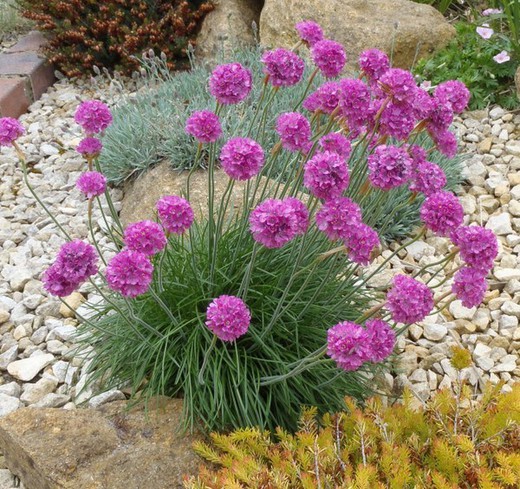 Armeria Marítima