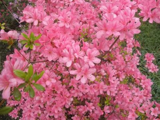 Azalea - Azalea japonica