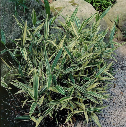 Bambú Enano variegata - Pleioblastus Variegatus