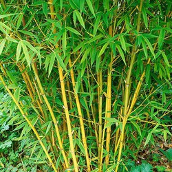 bambusa multiplex sadnice bambus verdify phyllostachys thorny nursery zlatni aurea albovariegata sjeme lathi bamb sapling evergreen