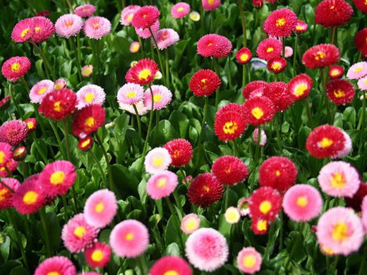 Bellis Perennis