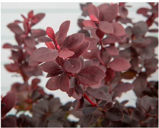 Berberis Thunberbergii Atropurpurea