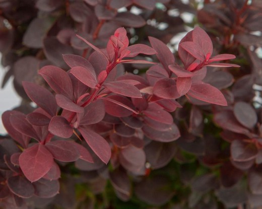 Berberis Thunbergii Atropurpurea Nana