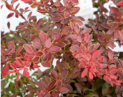 Berberis Thunbergii Coral