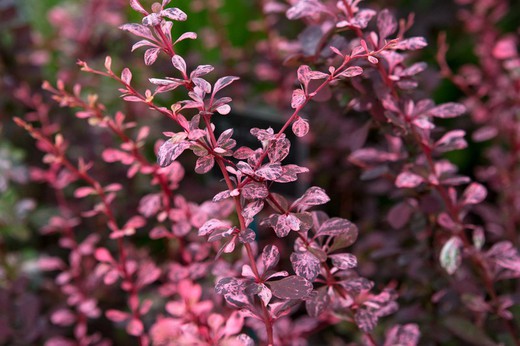 Berberis Thunbergii Harlequin