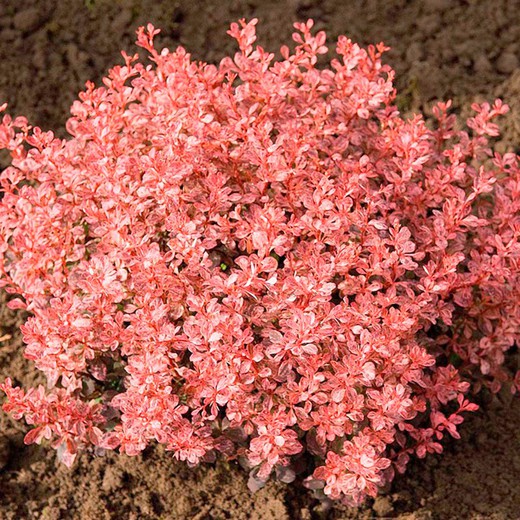 Berberis Thunbergii Inspiration