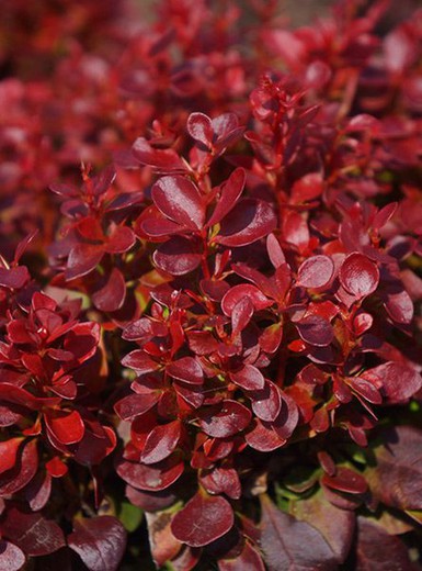 Berberis Thunbergii Lutin Rouge