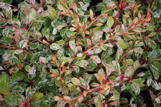 Berberis Thunbergii Natasza