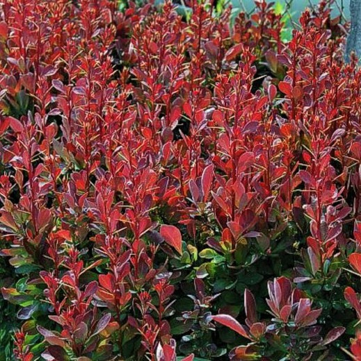 Berberis Thunbergii Red Rocket